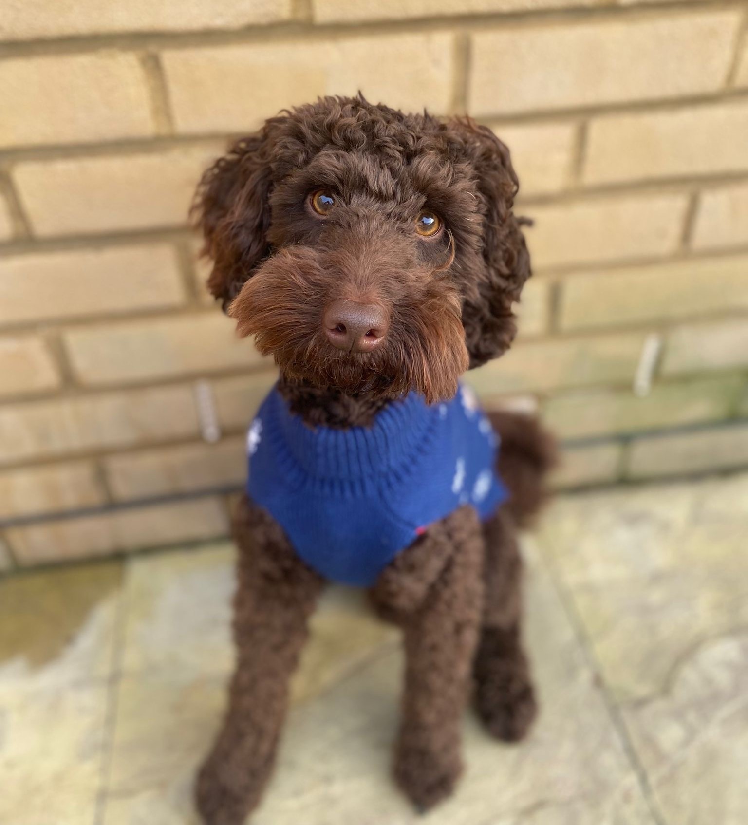 Reggie Cavapoo parent